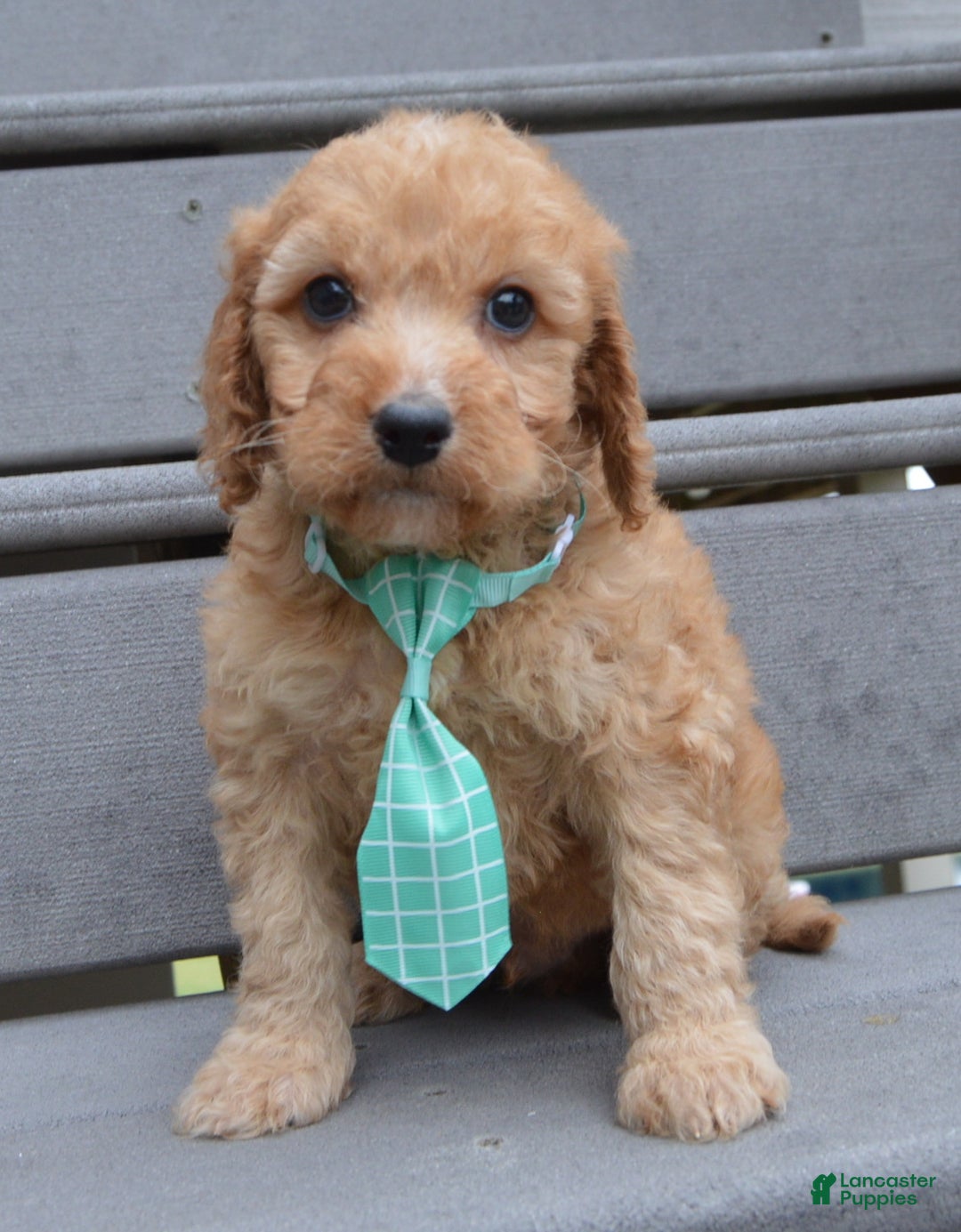 Irish Doodle dogs for sale: Mini Izzy - Ad 5