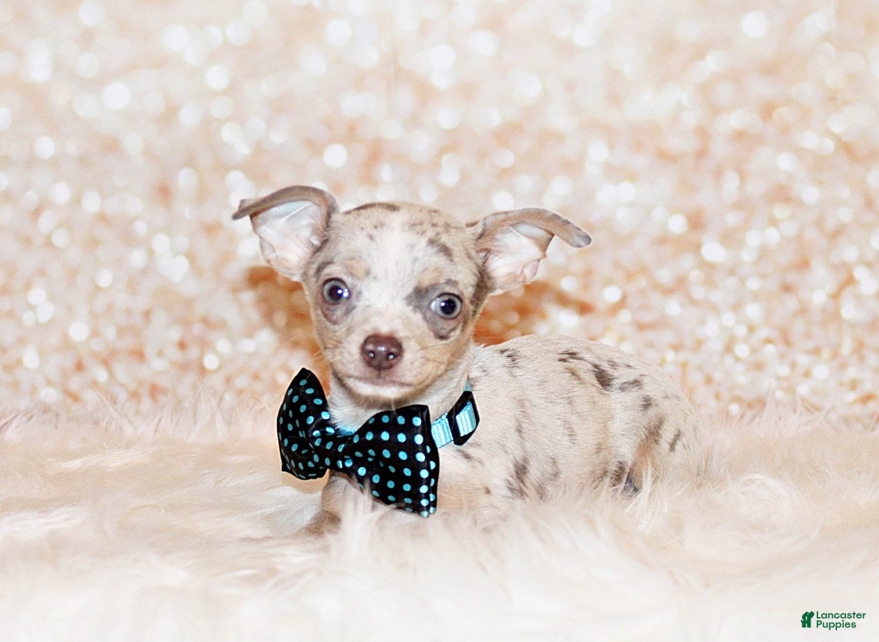 Chihuahua dogs Blakely - Ad 1