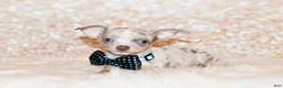 Chihuahua dogs for sale: Blakely - Ad 2