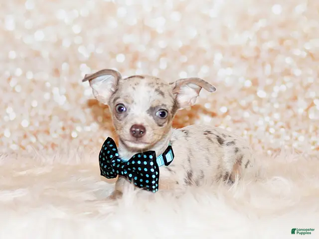 Chihuahua dogs for sale: Blakely - Ad 2