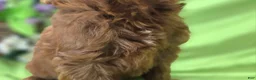 Cockapoo dogs for sale: Milan - Ad 9