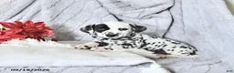 Dalmatian dogs for sale: Jewels - Ad 2