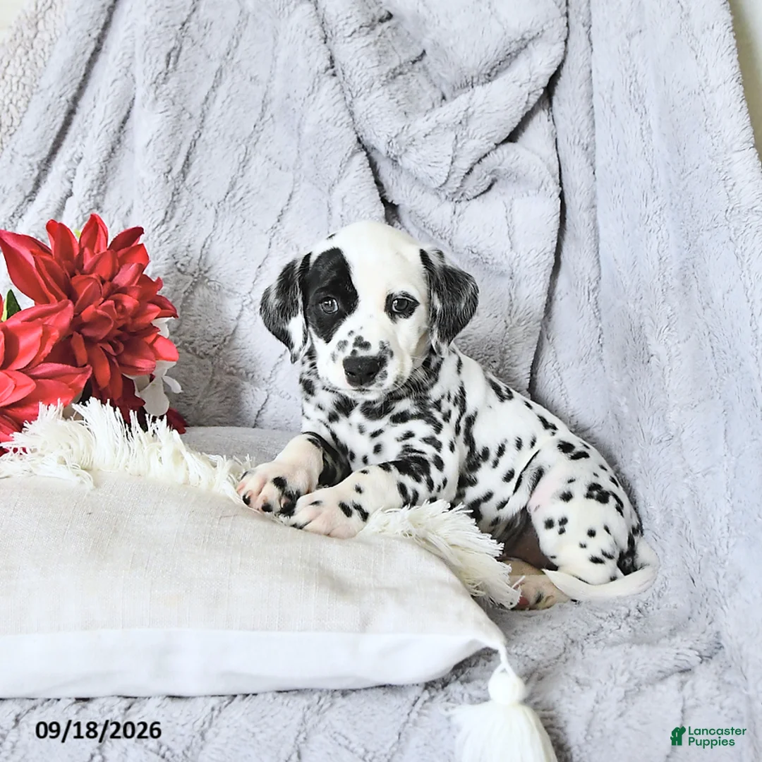 Dalmatian dogs for sale: Jewels - Ad 2