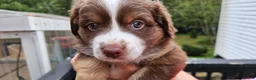 Miniature Australian Shepherd dogs for sale: Miniature Australian Shepherd 4 - Ad 3