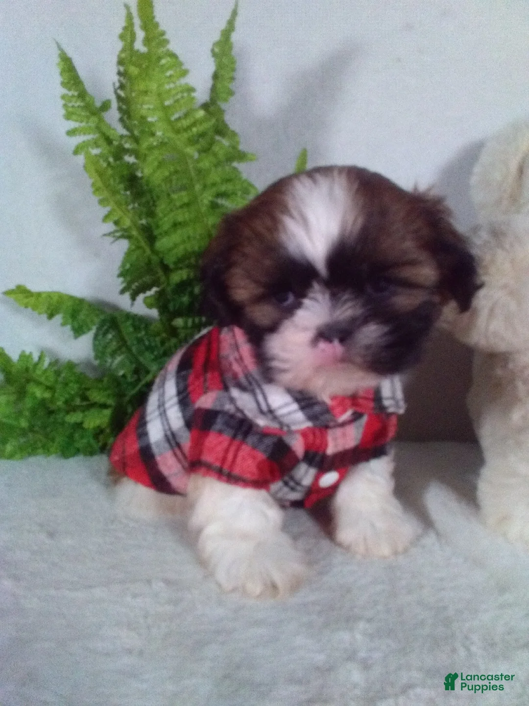 Shih Tzu dogs for sale: Chewy - Ad 1