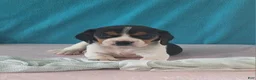Beagle dogs for sale: dolly - Ad 3