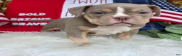 American Bully dogs for sale: Stella - Ad 2