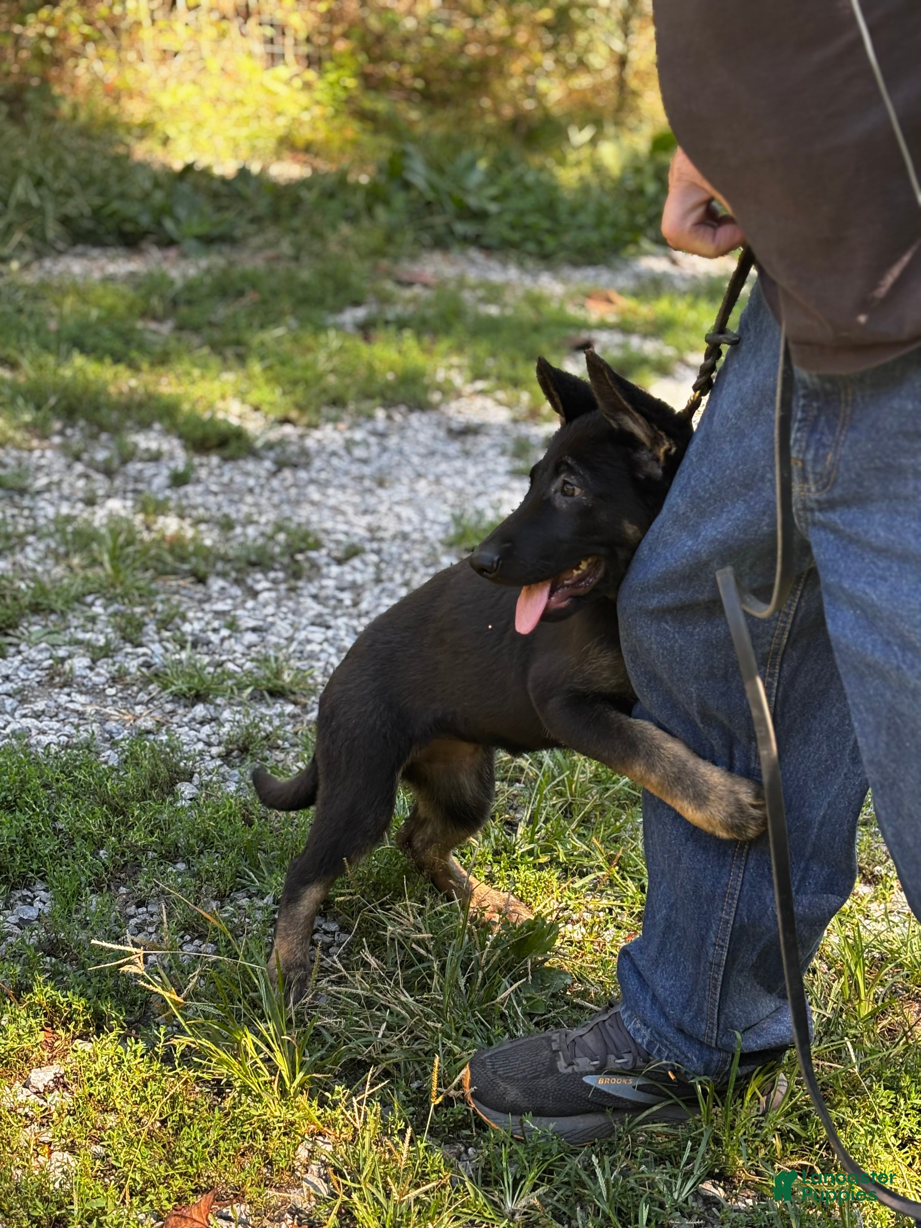 German Shepherd dogs for sale: German Shepherd 3 - Ad 1