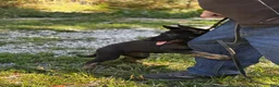 German Shepherd dogs for sale: Dolly - Ad 1