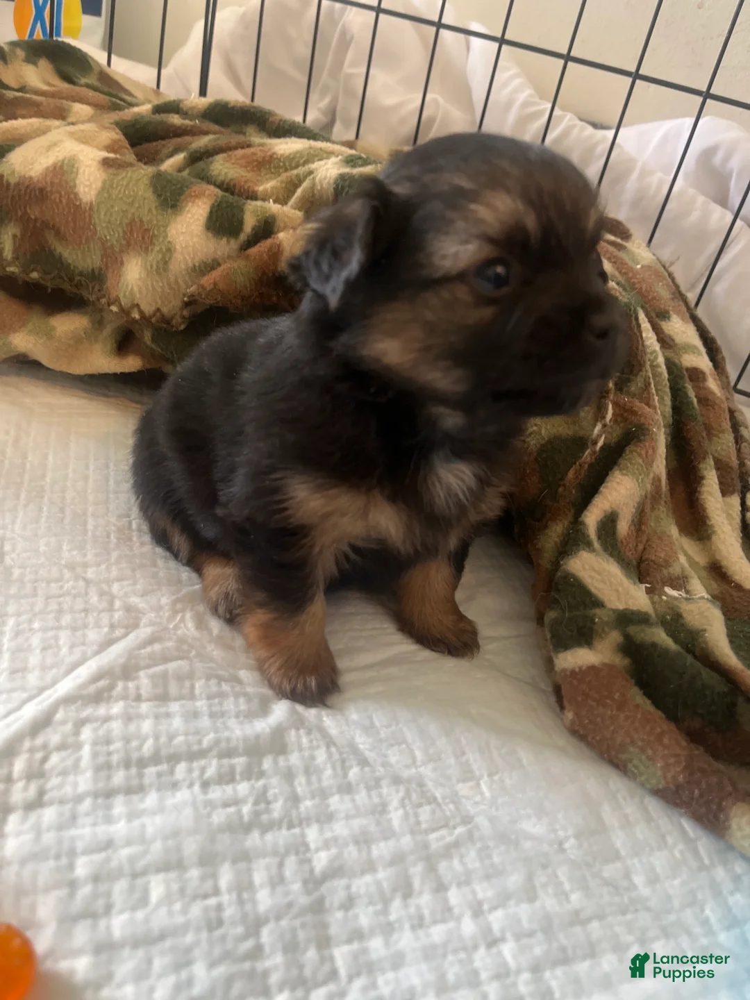 Pomeranian dogs for sale: Pomeranian Puppy 2 - Ad 1