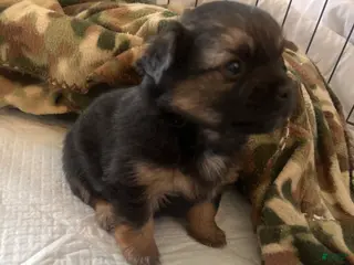 Pomeranian dogs Pomeranian Puppy 2 - Ad 15