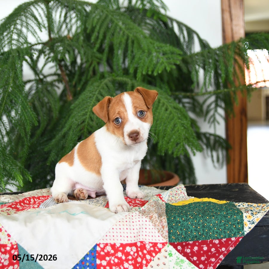 Jack Russell Terrier dogs Benji - Ad 1