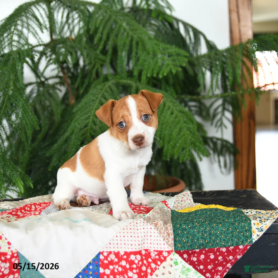 Jack Russell Terrier dogs for sale: Benji - Ad 1