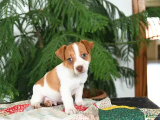 Jack Russell Terrier dogs for sale: Benji - Ad 4