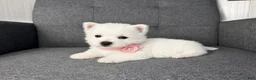 West Highland Terrier dogs for sale: Hailey - Ad 1