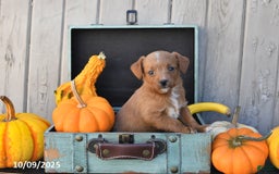 Mixed Breed dogs for sale: Timmy - Image 6