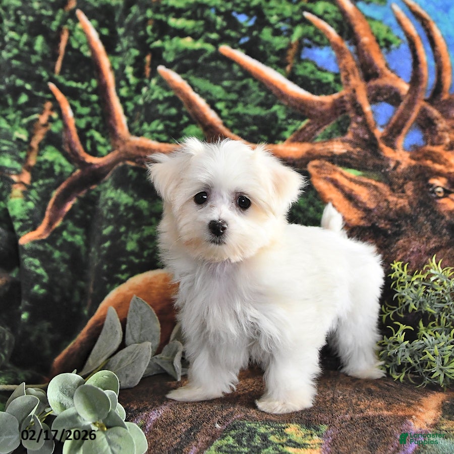 Maltese dogs Sweetheart EXTRA SMALL - Ad 2