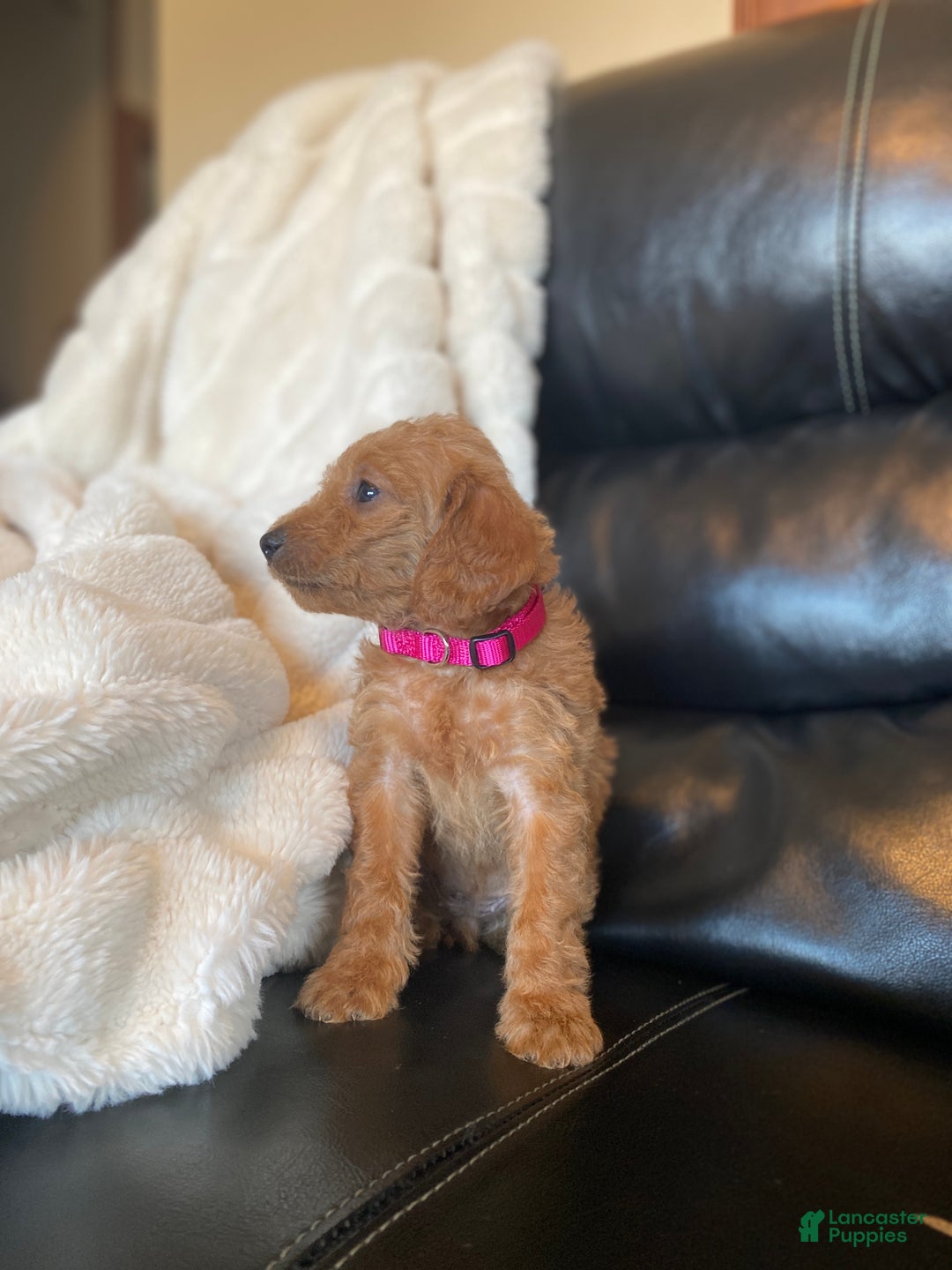 Mixed Breed dogs for sale: Noelle - Ad 4