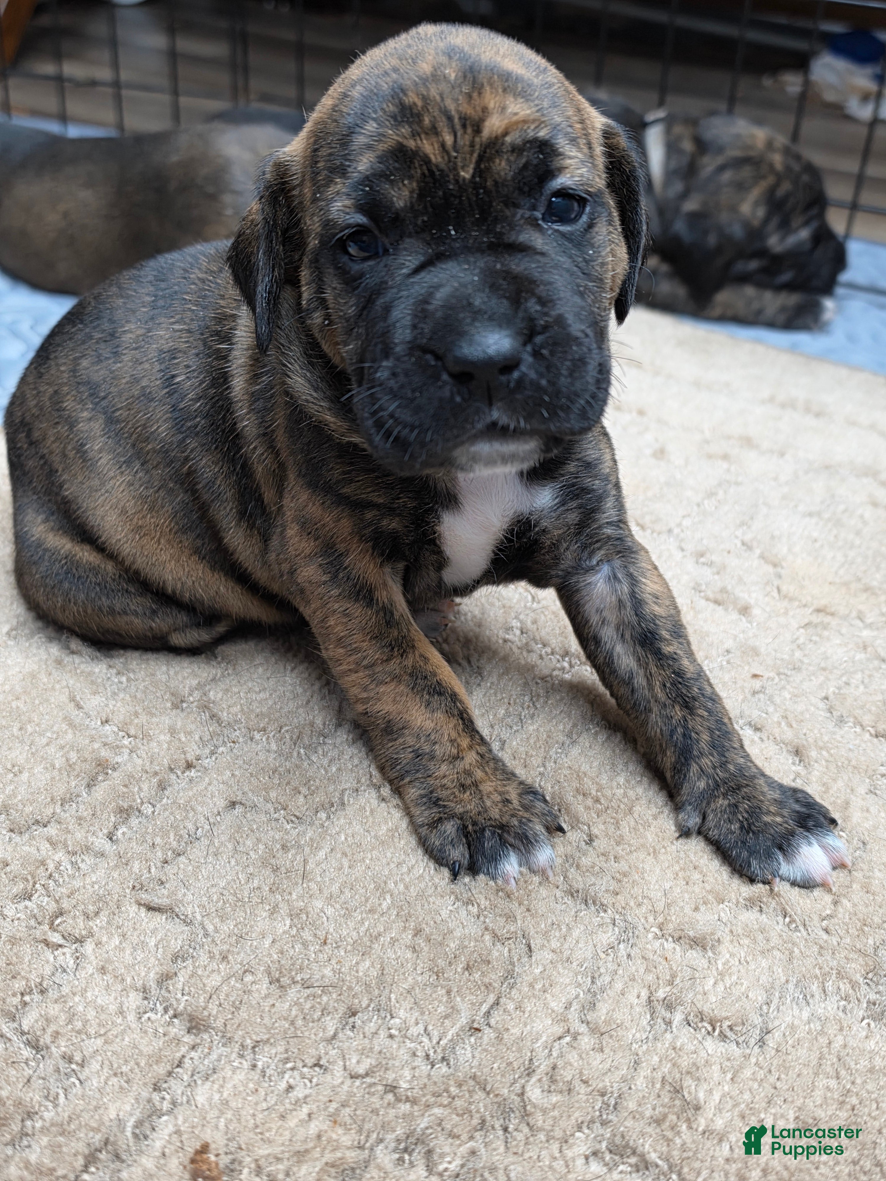 Cane Corso dogs Cane Corso Puppy 4 - Ad 23