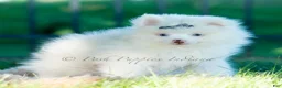 Pomeranian dogs for sale: Marshmallow - Ad 3