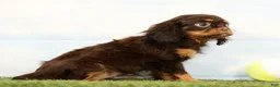 Cavalier King Charles Spaniel dogs for sale: Nutmeg - Ad 5