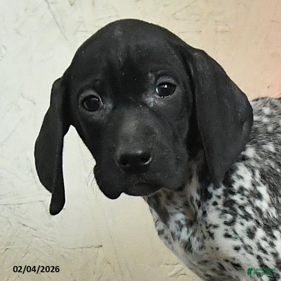 German Shorthaired Pointer dogs Freya - Ad 2