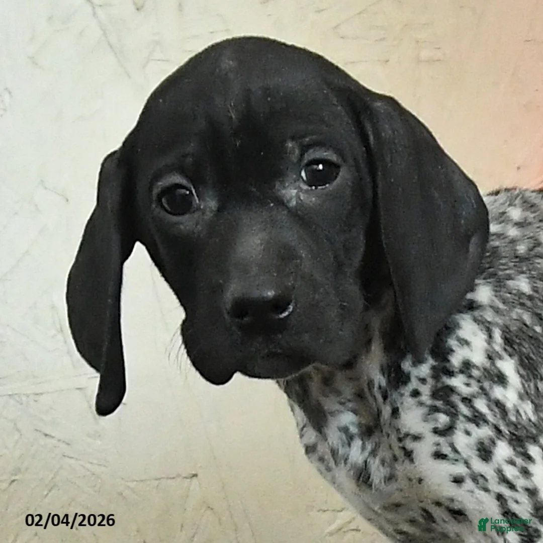German Shorthaired Pointer dogs for sale: Freya - Ad 2