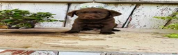 Labrador Retriever dogs for sale: Duke - Ad 4