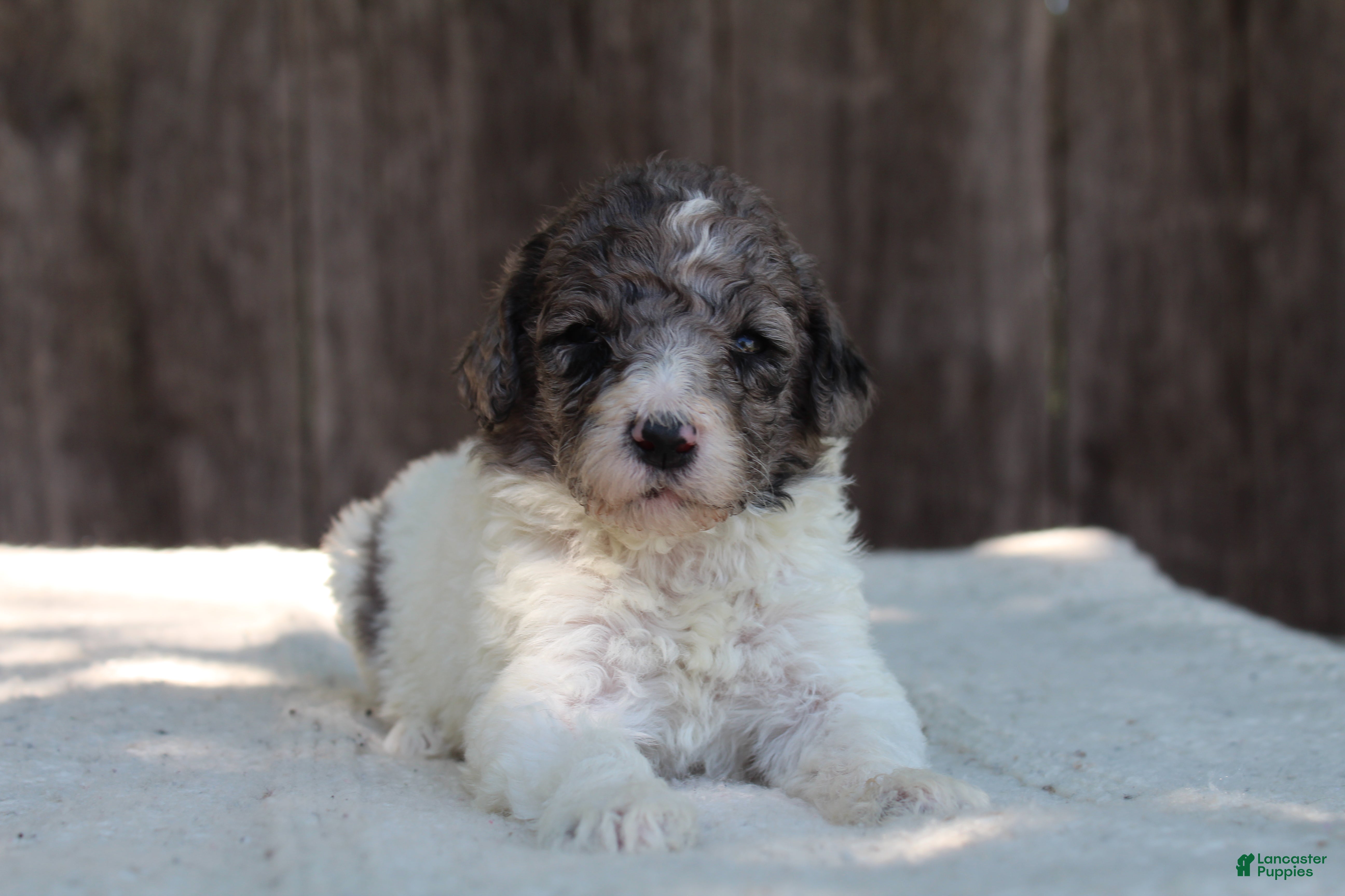 Standard Poodle dogs for sale: Fern AKC Standard Poodle - Ad 4