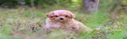 Maltipoo dogs for sale: Oakley - Ad 5
