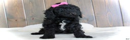 Mini Goldendoodle dogs for sale: Bella - Ad 9