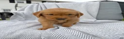 Golden Retriever dogs for sale: Wheeler (blue collar) - Ad 7