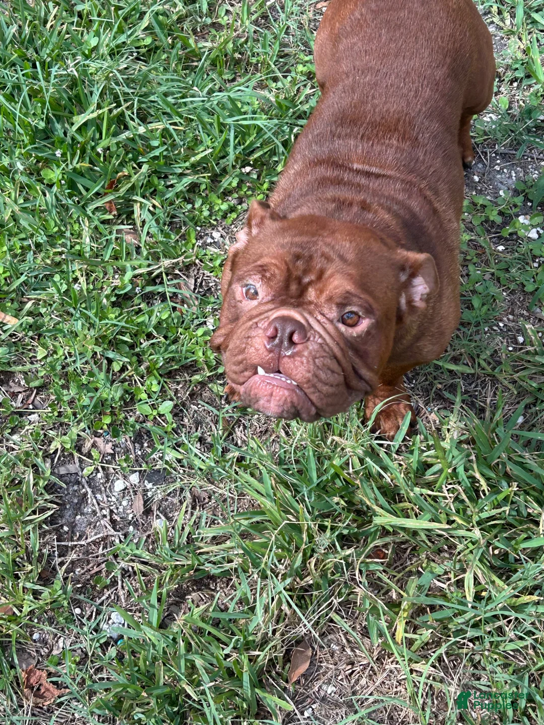 Mixed Breed dogs for sale: Mixed Breed 1 - Ad 2