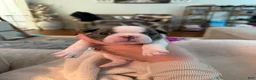 Boston Terrier dogs for sale: Boston Terrier 2 (Leia) - Ad 29