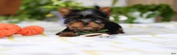 Yorkshire Terrier dogs for sale: Beau - Ad 4