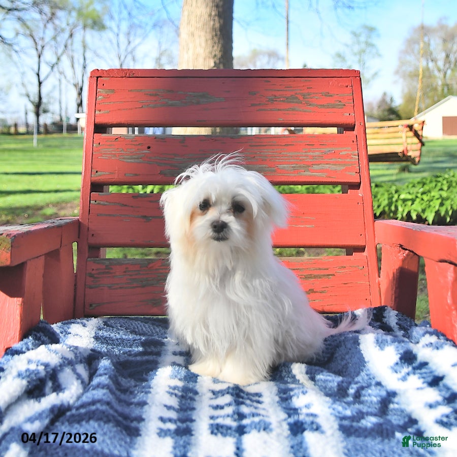 Maltese dogs Valentine EXTRA SMALL - Ad 2