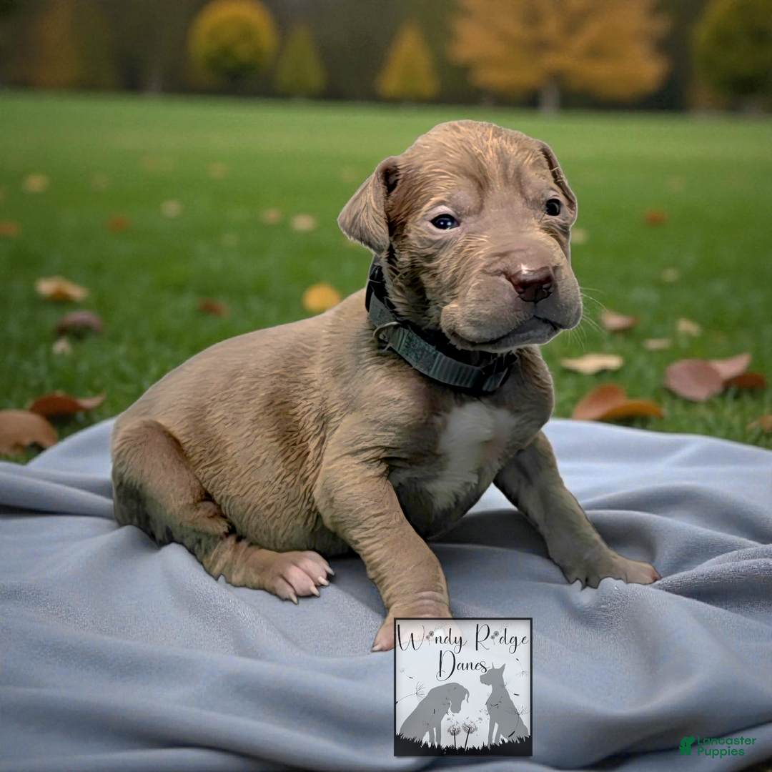 Great Dane dogs for sale: Great Dane Puppy 1 - Ad 3