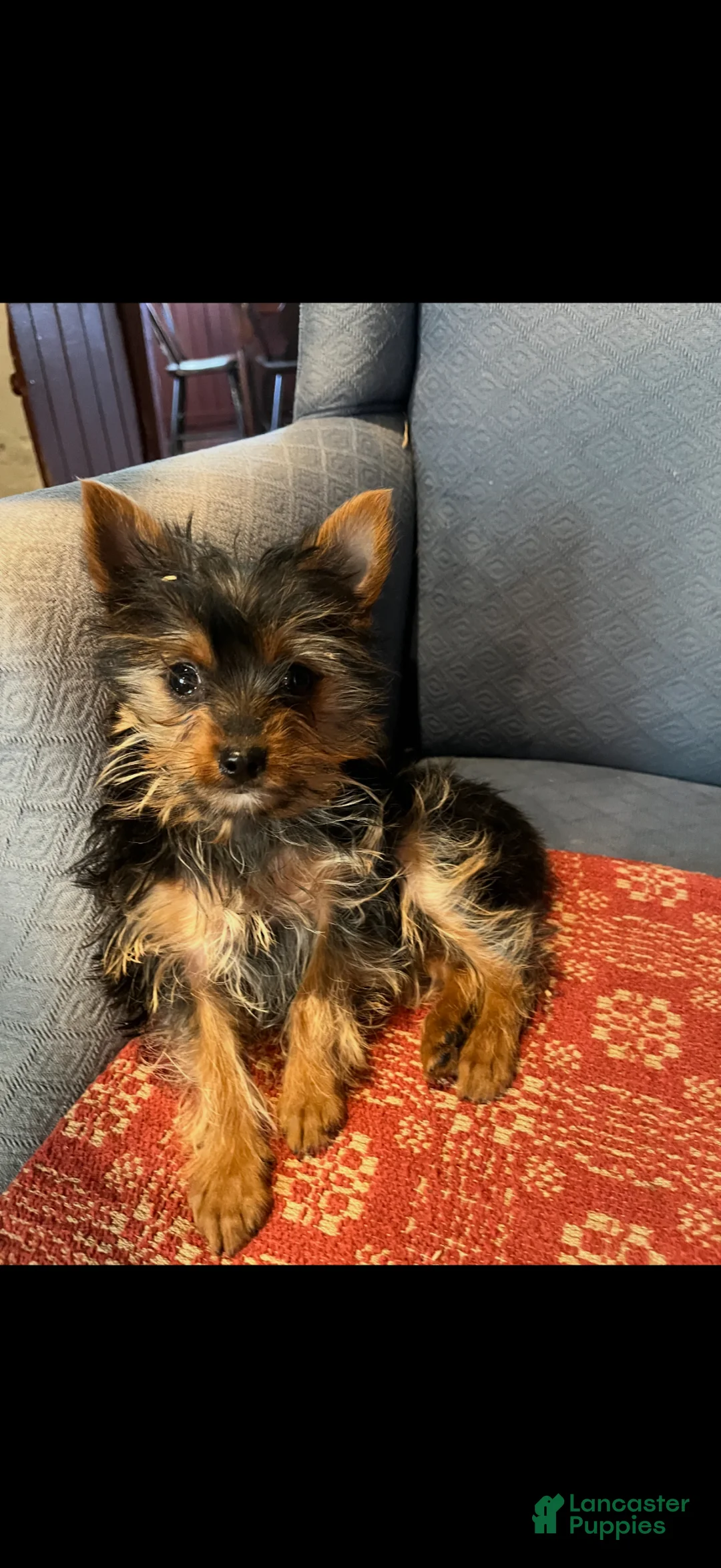 Yorkshire Terrier dogs for sale: Yorkshire Terrier Puppy 1 - Ad 1