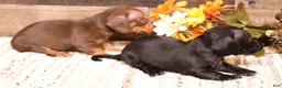 Miniature Dachshund dogs for sale: Buffy smoothcoat female - Ad 2