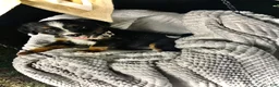 Australian Shepherd dogs for sale: Sky (black tri)(female) - Ad 2