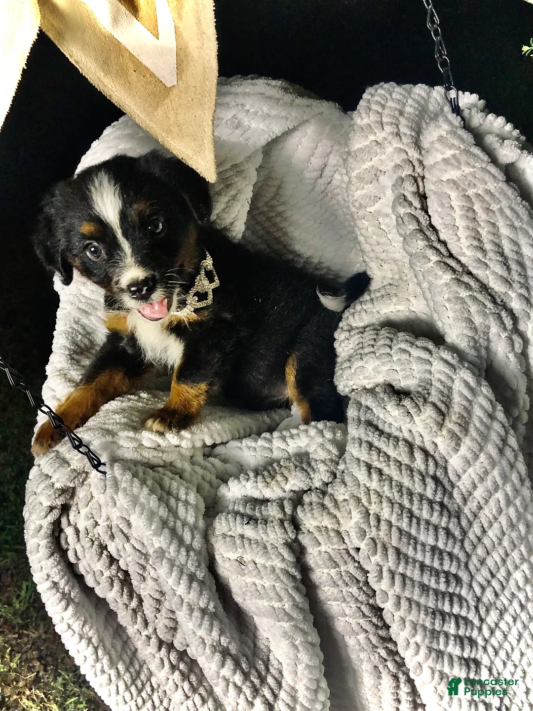 Australian Shepherd dogs for sale: Sky (black tri)(female) - Ad 2