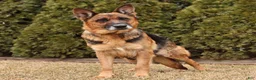 German Shepherd dogs for sale: Deisel - Ad 6