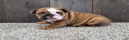 English Bulldog dogs for sale: Mack - Ad 6