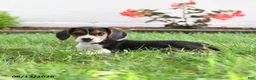 Beagle dogs for sale: Kylee - Ad 4