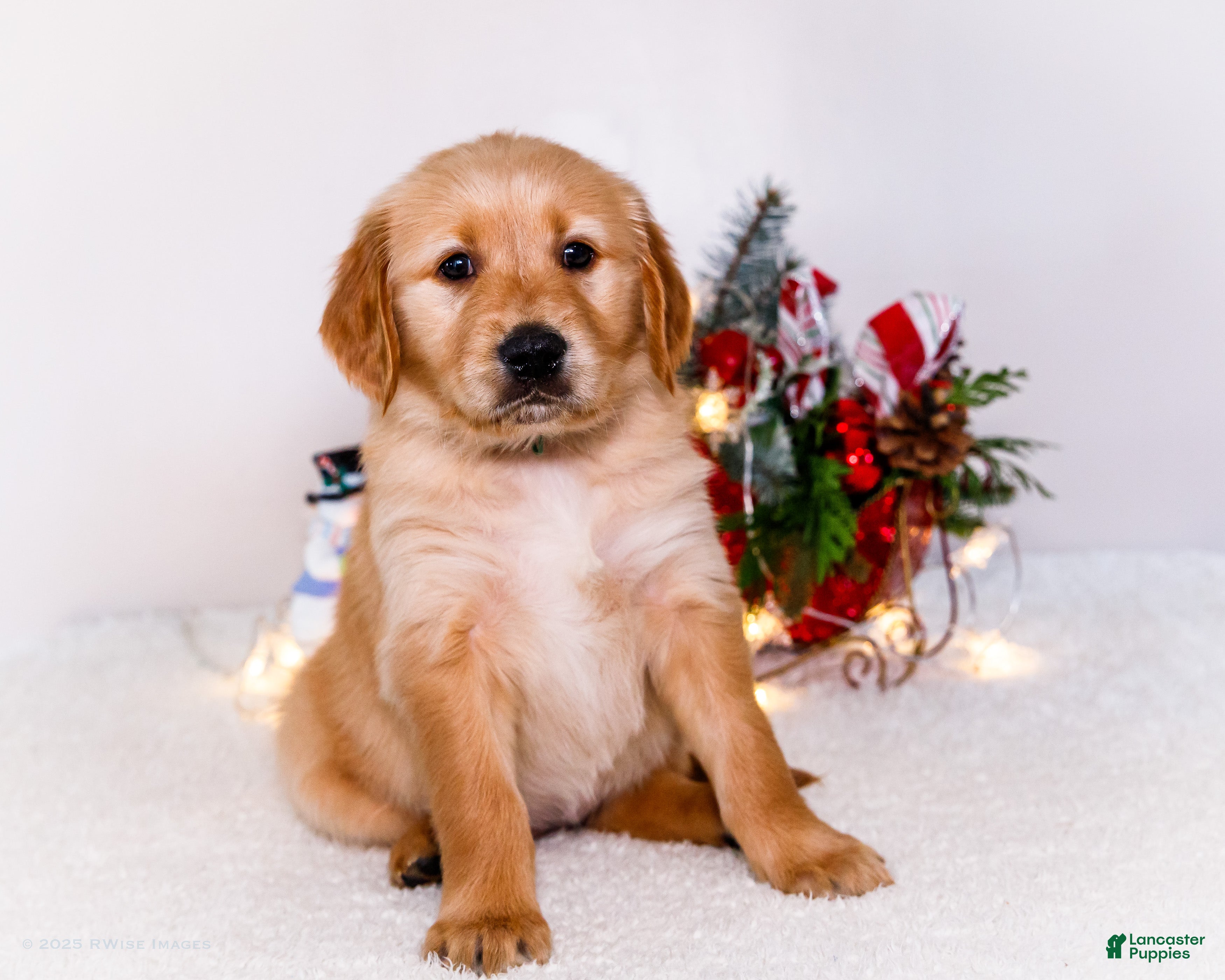 Golden Retriever dogs Heidi - Ad 6