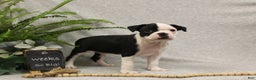 Boston Terrier dogs for sale: Smores - Ad 9