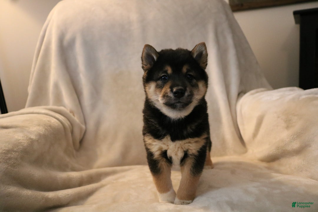 Shiba Inu dogs for sale: Shadow - Ad 4