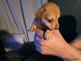 Chiweenie dogs Chiweenie Puppy 3 - Ad 11