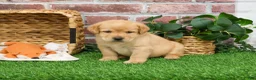 Labrador Retriever dogs for sale: Enzo - Ad 5