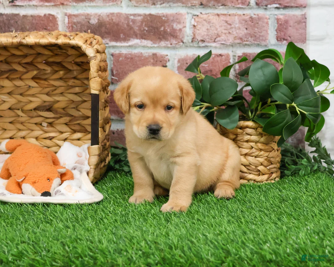 Labrador Retriever dogs for sale: Enzo - Ad 5